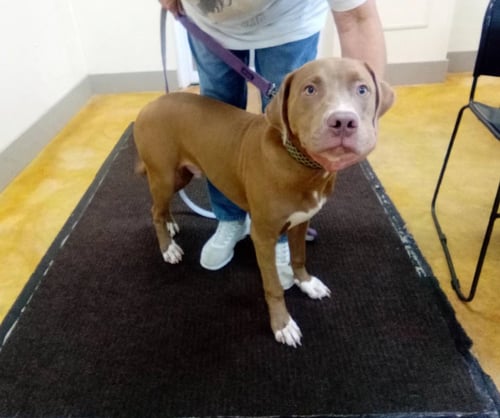 LEFTY - American Bulldog / Pit Bull Terrier for adoption in Rochester