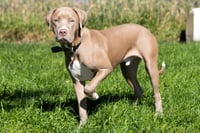 Lefty (adoption pending) - Photo 2