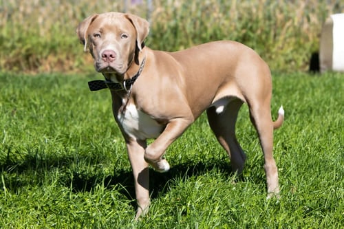 LEFTY (ADOPTION PENDING) - American Bulldog / Pit Bull Terrier available for adoption
