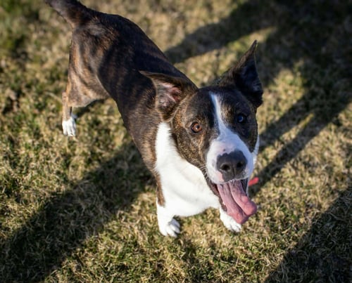 LEX - Shepherd / Border Collie available for adoption