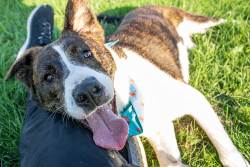 LEX - Shepherd / Border Collie available for adoption