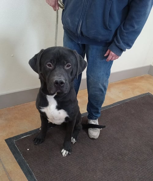 ALFIE - Labrador Retriever / Pit Bull Terrier for adoption in Rochester