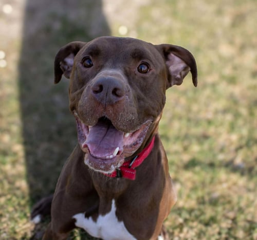 QUEST (SPONSORED FEE) - Boxer / Doberman Pinscher available for adoption
