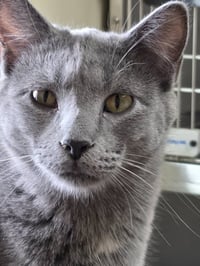 Dusty - Photo 4