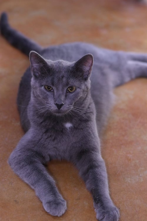 DUSTY - Domestic Medium Hair available for adoption