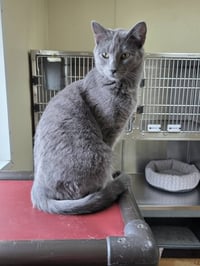 Dusty - Photo 6