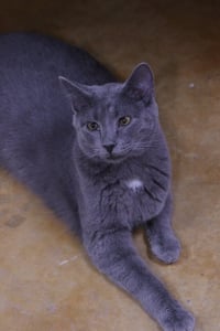 Dusty - Photo 3