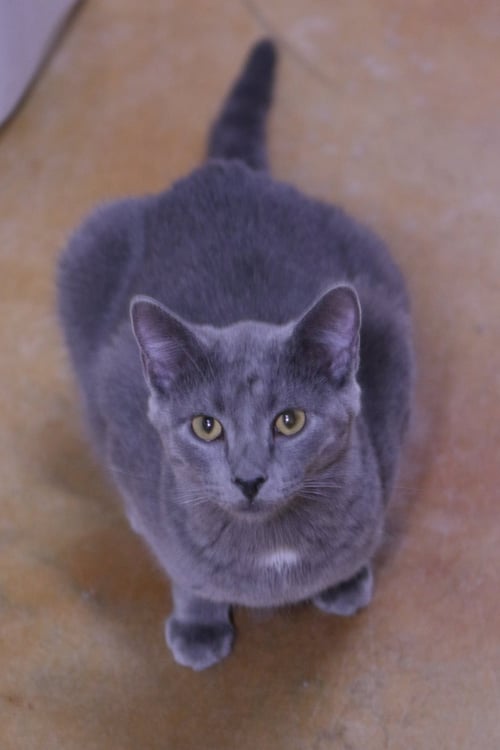 DUSTY - Domestic Medium Hair available for adoption