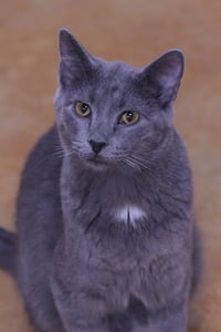 Dusty - Photo 7