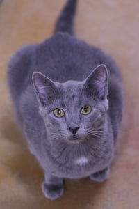 Dusty - Photo 5