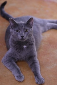 Dusty - Photo 8