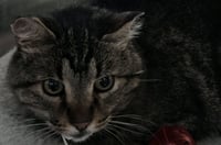 Lucky - Photo 1