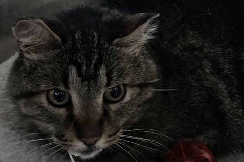 LUCKY - Tiger available for adoption