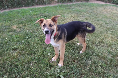 KESTREL - Shepherd / Border Collie available for adoption