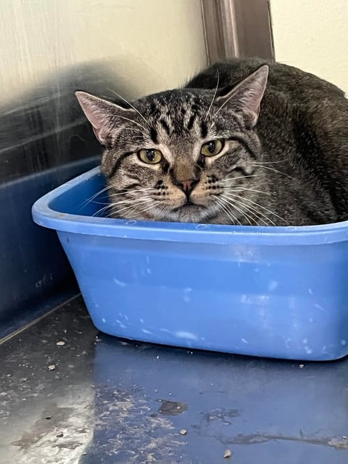 LYNN - Domestic Short Hair available for adoption