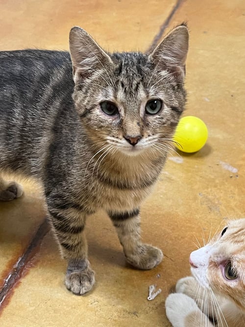 JEWEL - Domestic Short Hair available for adoption