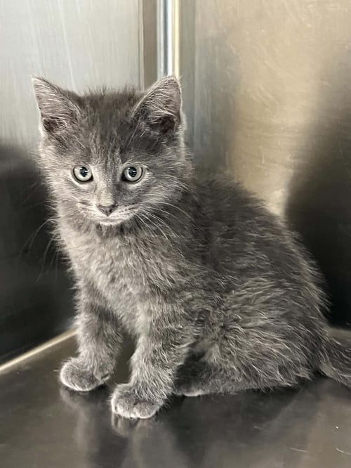 ASHER - Domestic Short Hair available for adoption