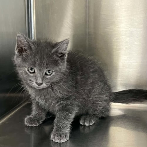 ASHER - Domestic Short Hair available for adoption