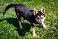 Rowdy - Photo 4