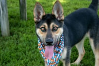 Rowdy - Photo 3