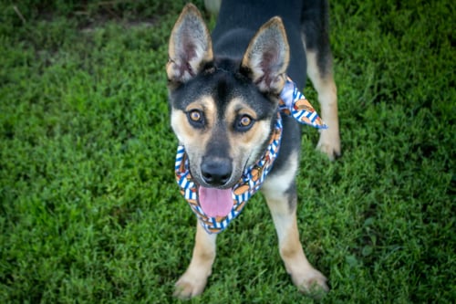 ROWDY - German Shepherd Dog / Husky available for adoption