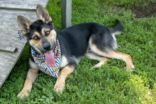 ROWDY - German Shepherd Dog / Husky available for adoption