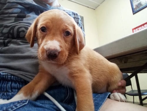 BUCKEYE - Hound / Retriever available for adoption