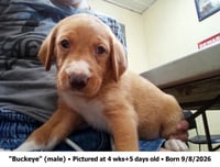 Buckeye - Photo 2