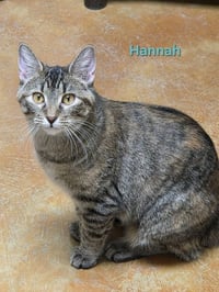 Hannah - Photo 10