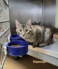 Hannah - Photo 11