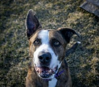Ares - Photo 3