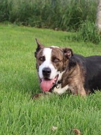 Ares - Photo 6