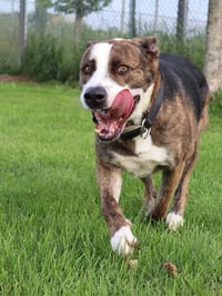 Ares - Photo 4