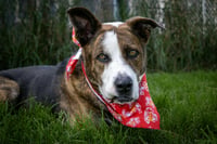 Ares - Photo 2