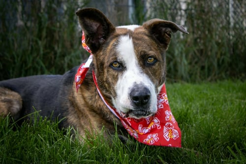ARES - Shepherd / Boxer available for adoption