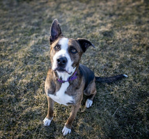 ARES - Shepherd / Boxer available for adoption