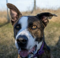 Ares - Photo 1