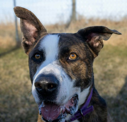 ARES - Shepherd / Boxer available for adoption