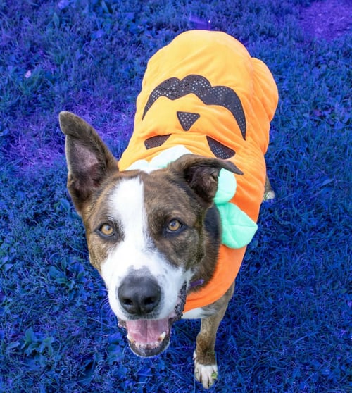 ARES - Shepherd / Boxer available for adoption