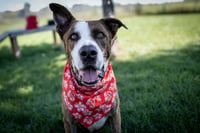 Ares - Photo 3
