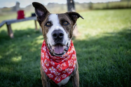 ARES - Shepherd / Boxer available for adoption