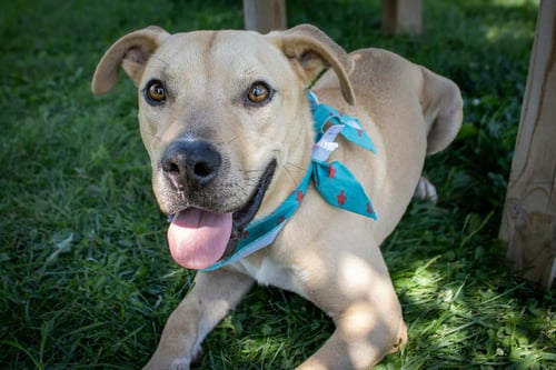 ROCKY - Pit Bull Terrier / Labrador Retriever available for adoption