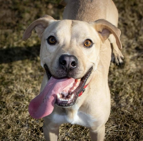 ROCKY - Pit Bull Terrier / Labrador Retriever available for adoption