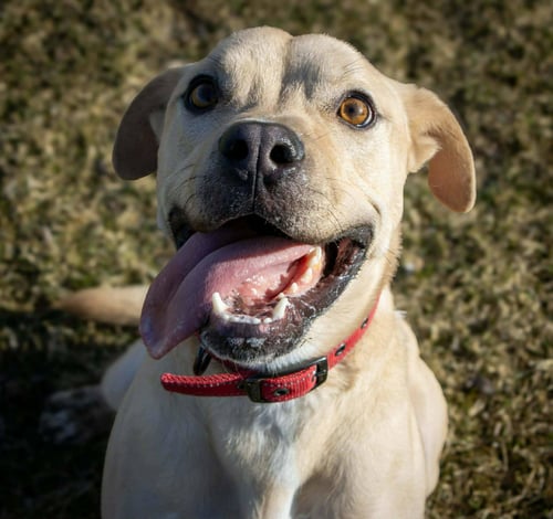 ROCKY - Pit Bull Terrier / Labrador Retriever available for adoption