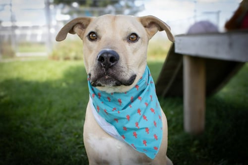 ROCKY - Pit Bull Terrier / Labrador Retriever available for adoption