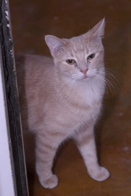 CHERYL - Tiger / Domestic Short Hair available for adoption