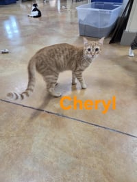 Cheryl - Photo 2