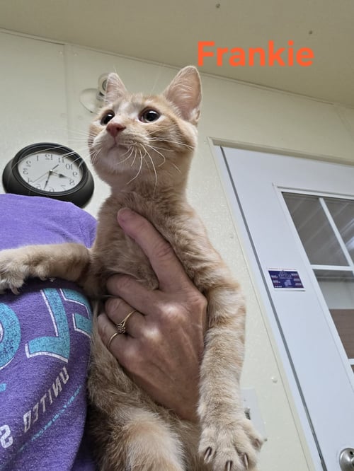FRANKIE - Tiger / Domestic Short Hair available for adoption