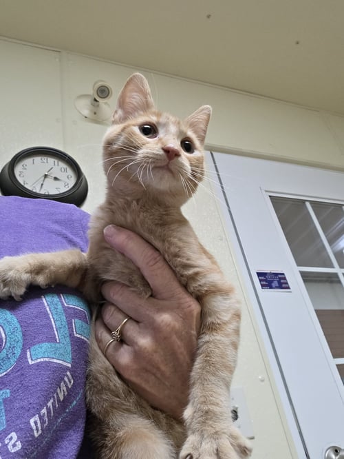 FRANKIE - Tiger / Domestic Short Hair available for adoption