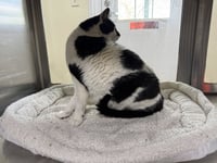 Oreo - Photo 2